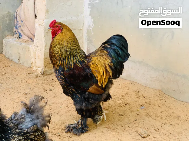 دجاج براهما