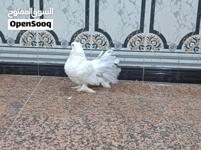 السلام عليكم حمام زينه للبيع وبياض