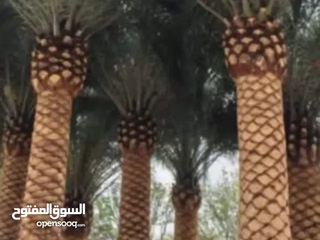 الفلاح الي جميع انواع النخل بيع شراء تنضيف خلع تكرنيف وأسعار في متناول الجميع