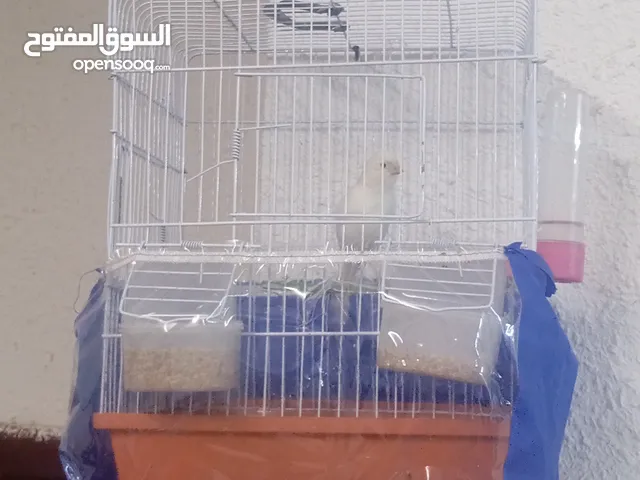 كنار ذكر نار نار غناء