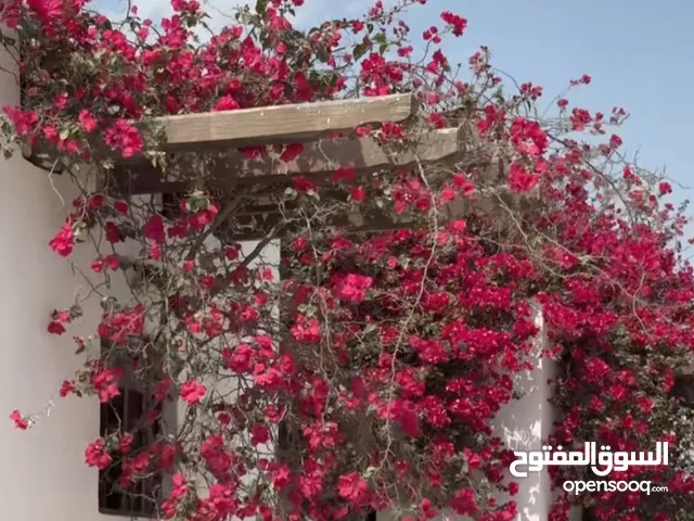 ابحث عن شاليه للإيجار بأفضل الأسعار المناسبة للعائلات والأفراد، حيث الراحة والرفاهيةاطّلع على أفضل ا