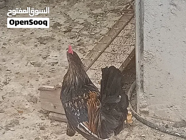 ديك عرب عمر 5 اشهر