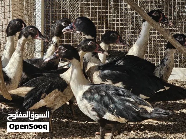 بط مصري للبيع