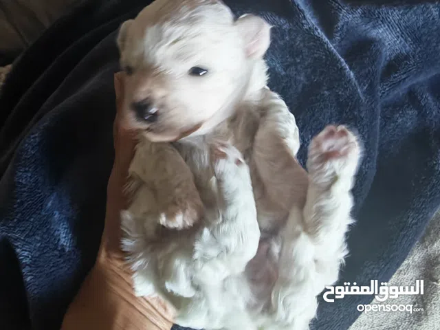 newborn female maltese