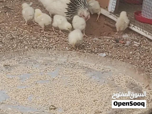 دجاج سايكس الله يبارك تحتها 7 فلايس عمر 9ايام