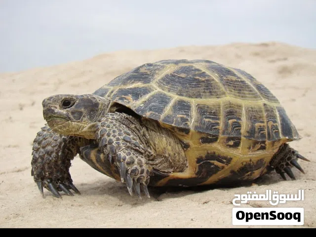 موجود سلحفاه عدد 2