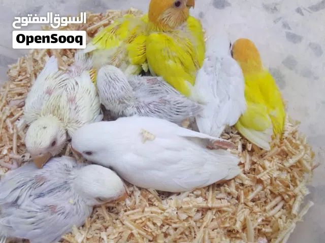 بركديلو ترويض بجميع ملحقته الطرف