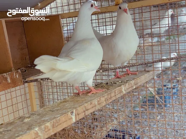البيع حمام الحم