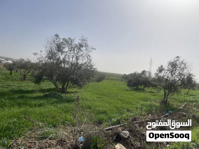 ارض مزروعة زيتون للبيع في مادبا