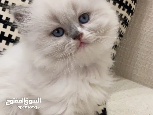 هملايا مكس شانشيلا ذكر وانثى