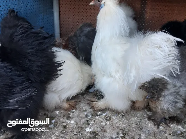 جاج مفتل أمريكي للبيع