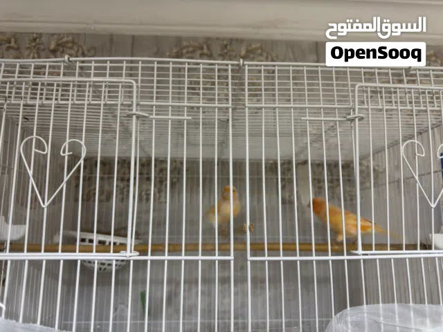 زوج كناري ايراني
