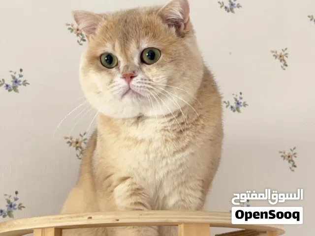 قط سكوتش ذكر أصلي للبيع Purebred Male Scottish Cat for Sale