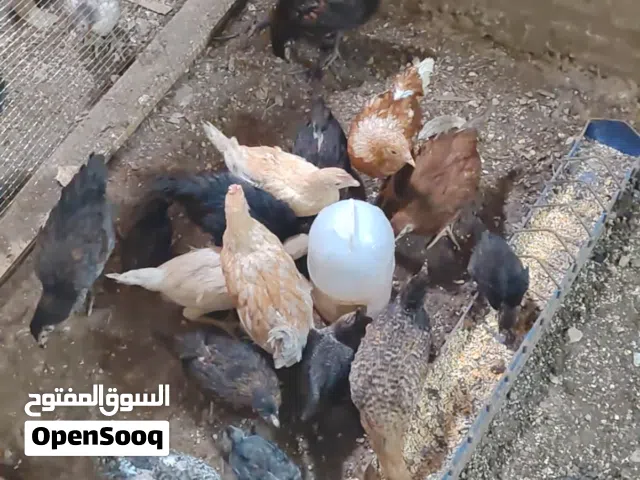 17 جاجه عمر 3 اشهر ونص الى 4 و 7 حبات شهر ونص