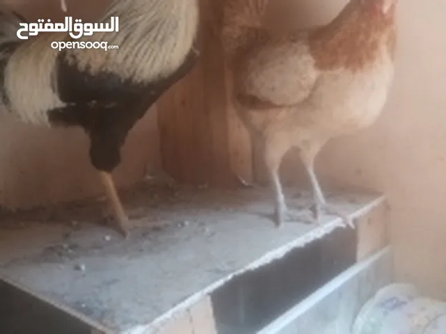 بيع ديك ودجاجه عمانيات
