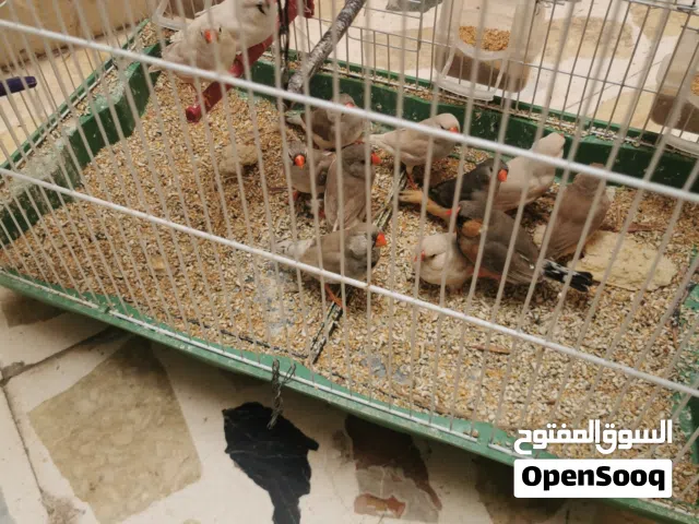 طيور زيبرا