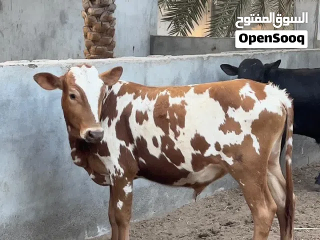 ثيران محلية ظفارية مطعومة