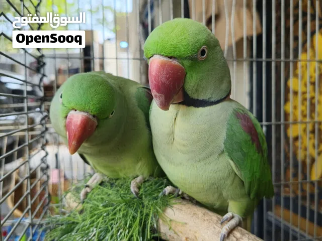 زوج  ببغاء دره امريكي