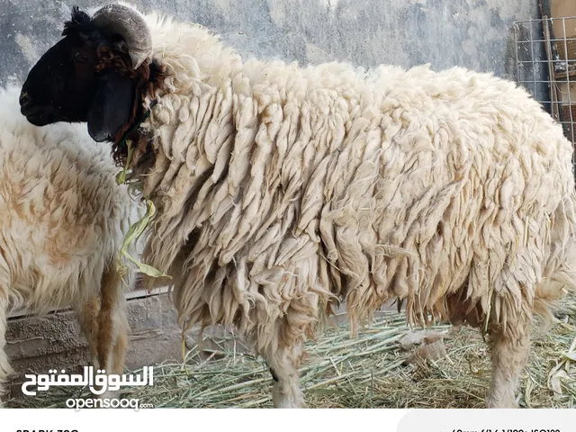 اخوان خروف للبيع
