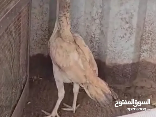 دجاج باكستاني للبيع جمله