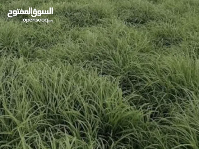 يوجد لدينا بذور الحشائش ( الرودس) ذو جودة عالية وممتازة للتواصل