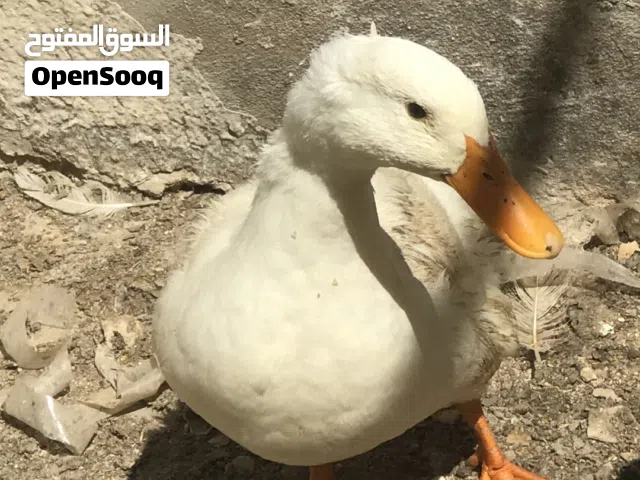 بط عدد 3 للبيع