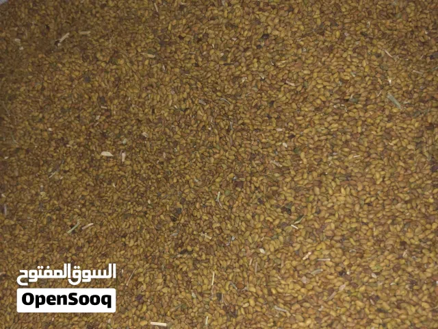 بذر عماني ل زراعه القت جوده 100/100