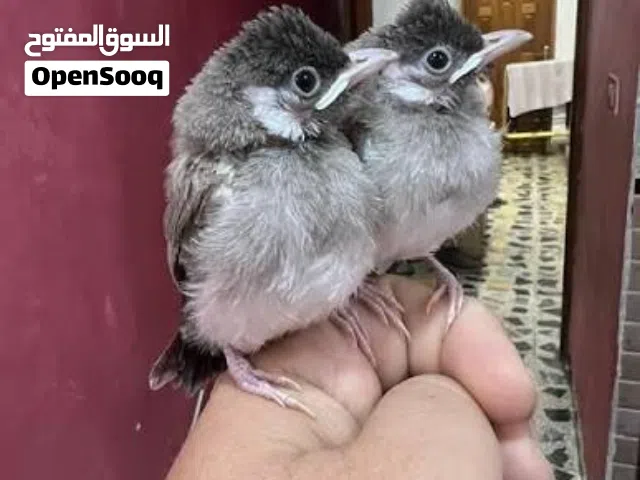 فرخين بلبل عراقي زق يدوي قريب فطم