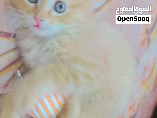 السلام عليكم قطط للبيع