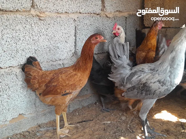 انتاج عربي ماشاء الله