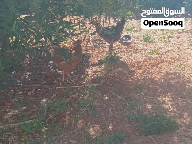 ديك وثلاث جاجات للبيع وجاجتبن عوجه بيض  بمادبا المريحمه