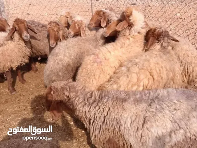 نفس اللي الفيديو بلدي اي راس 140د حلال نخب النخب عقائق ومجنوي ومناسبات ونذر ولحم وخدمة ذبح وتقطيع