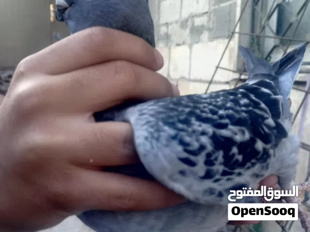 حمام ذكر وانثى