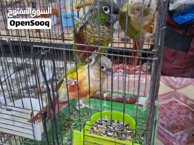 طيور اليفه للبيع