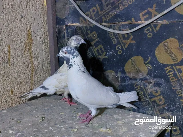 زوج تور امايات طيره و فحل ..