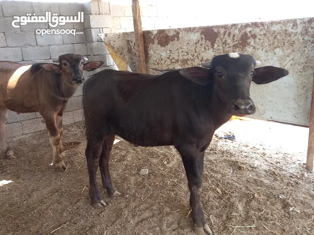 شفوجة دواب عدد 2