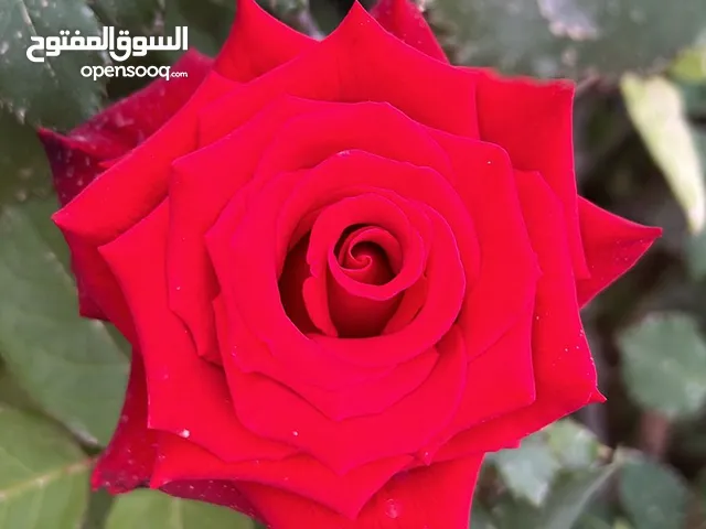 نيسان صني 2006