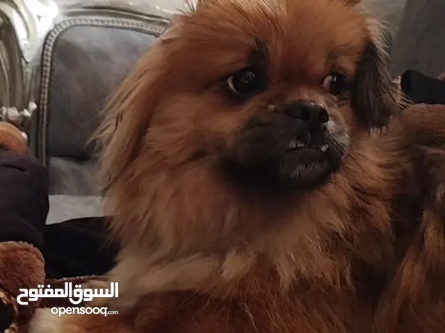 كلبه للبيع