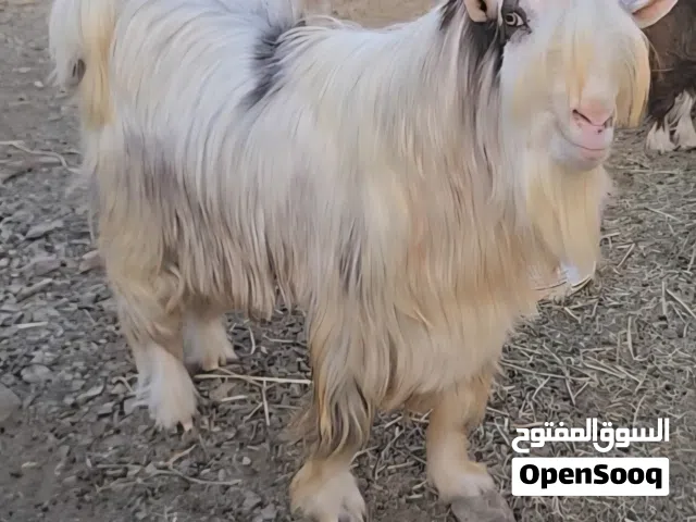 تيس  اصمع اجم .رحبي،اصيل ..