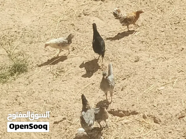 سبعه كتاكيت