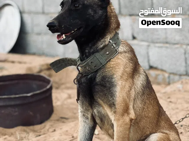 كلب مالينو للبيع