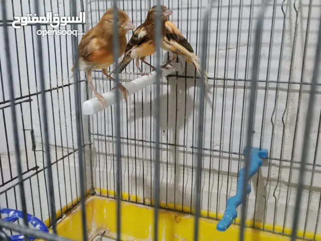 3 فراخ كنار