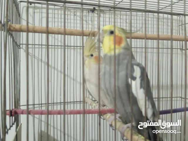 كوكتيل شغال للبيع الاسكندريه