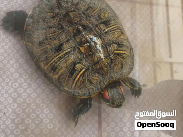 للبيع سلحفاه ذات الاذن الحمراء صغيره بصحه ممتاز