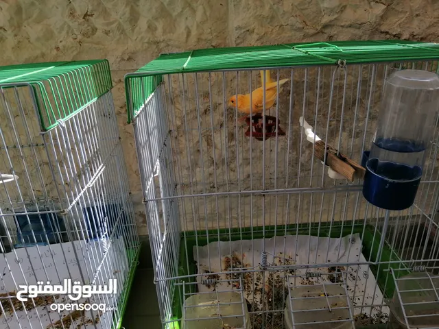 متوفر 4 فحول كنار صوافي بسعر مغري