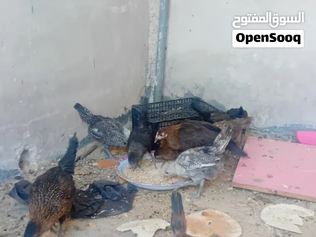 متاح بالصلاة على النبي 10 فرخات صحه ونظافة