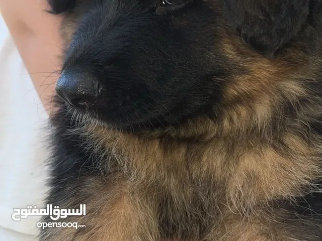 جيرمن شيبرد بيور