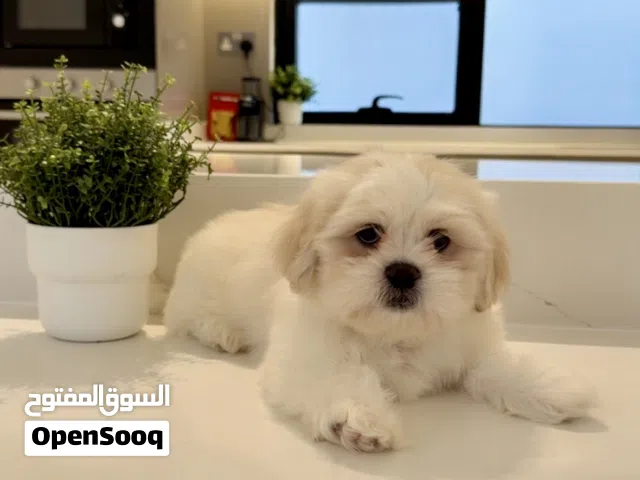 شيتزو جميل جدا للبيع