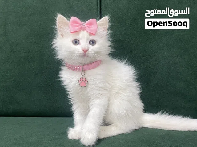 شيرازي عمر شهرين