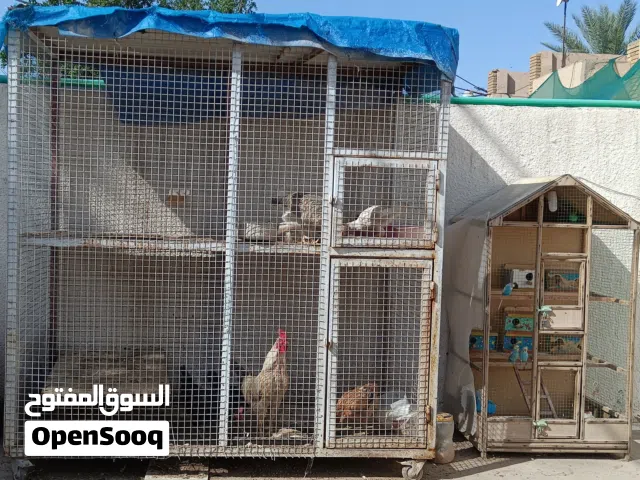 قفص حديد للبيع نظافة 80بالمية